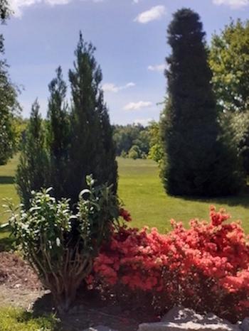 Garden Image - Dr Sue Binks