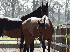 Dr Sue Binks - Horses